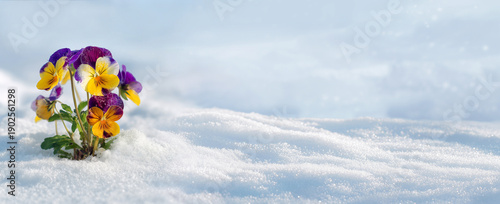 Wallpaper Mural Purple and yellow pansy flowers blooming through sparkling snow with copy space Torontodigital.ca