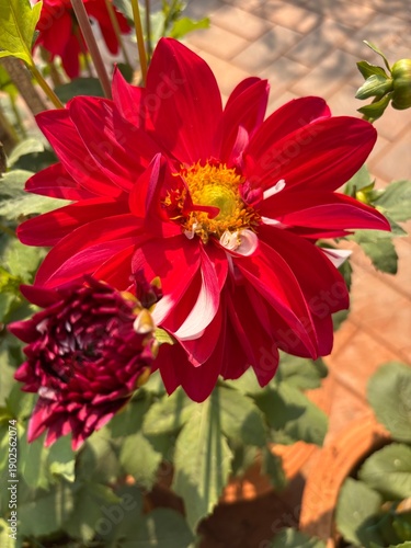 selective focus picture of a dahlia flower 