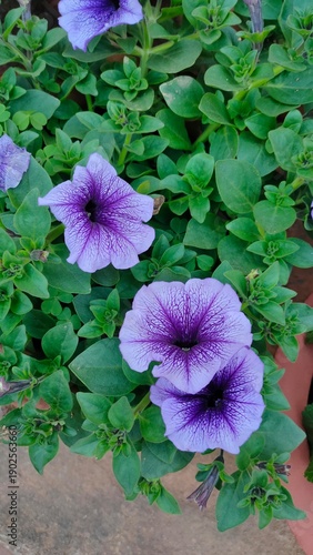 selective focus picture of beautiful colorful flowers in a garden