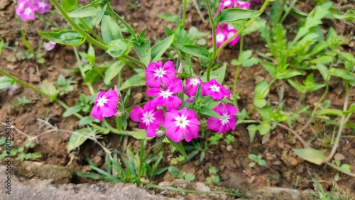 selective focus picture of beautiful colorful flowers in a garden