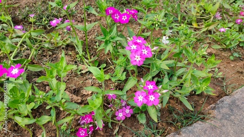 selective focus picture of beautiful colorful flowers in a garden