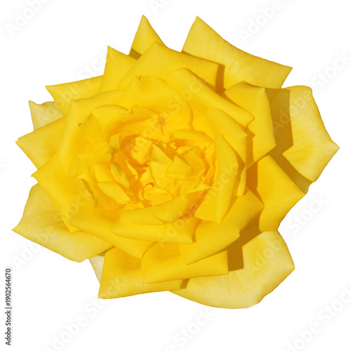 Elegant Yellow Rose Blossom Isolated on Transparent  Background