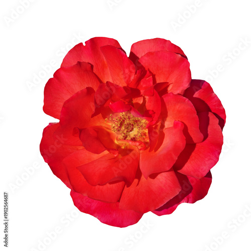Close-Up of a Vibrant Red Rose Against a Transparent Background