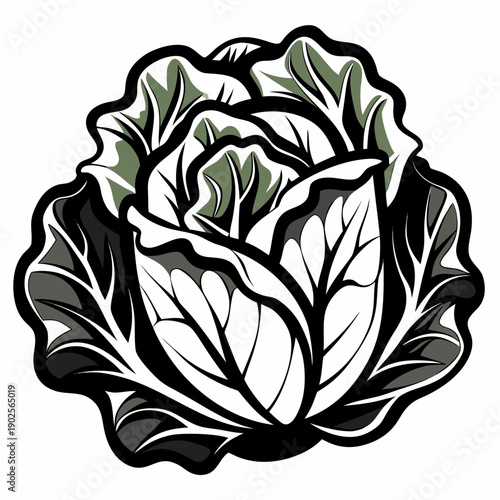 A stylized vector graphic illustration of a cabbage head in a modern flat design style