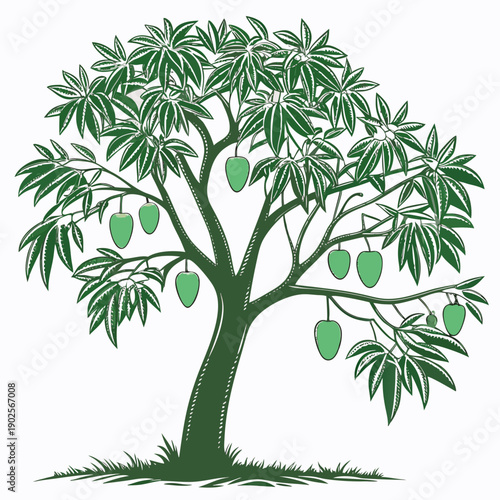 Green mango tree with fruit and leaves on white background