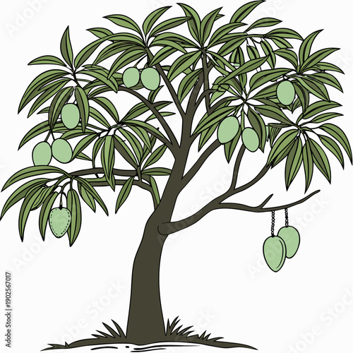 Green mango tree with leaves and fruit on white background