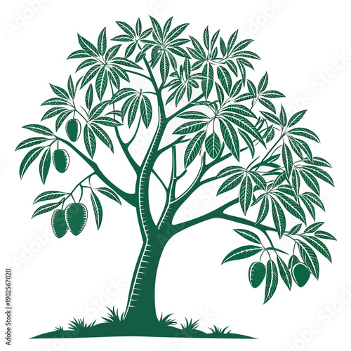 Green mango tree with leaves and fruit green tree tropical tree