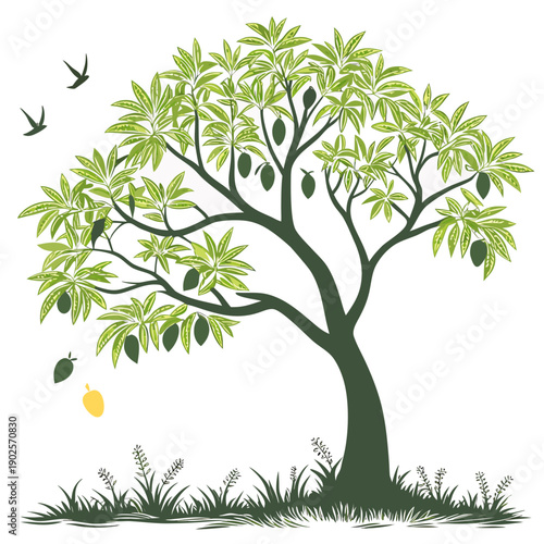 Mango tree with green leaves and fruit on white background