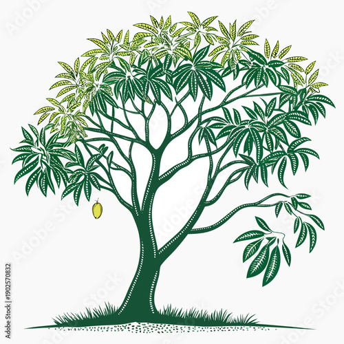 Mango tree with green leaves and one yellow fruit on white background