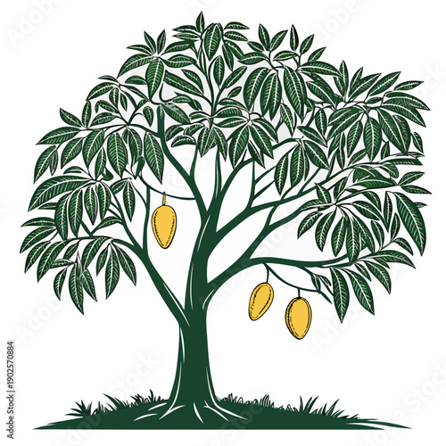 Mango tree with green leaves and yellow fruit on white background