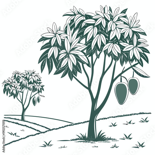Minimal of two mango trees with fruit green leaves