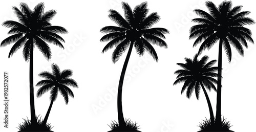 tropical coconut, palm tree set on white background 