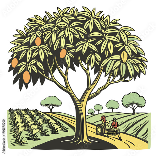 Of large mango tree with people working on tractor in orchard