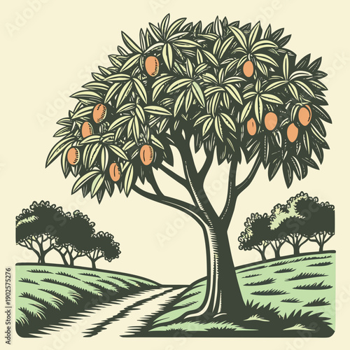 Of mango tree with fruit on branch orchard fruit tree