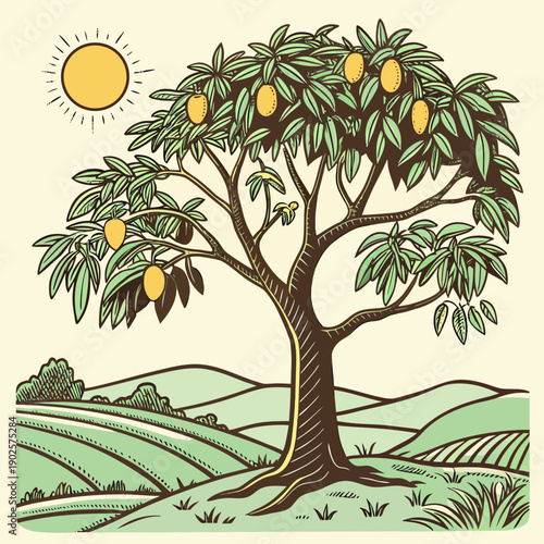 Of mango tree with fruit in orchard landscape green leaves