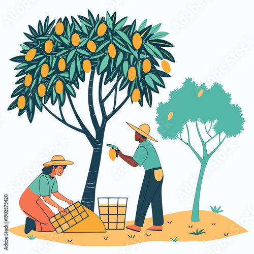 Of people harvesting mangoes from tree mango tree fruit