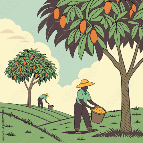Of people harvesting mangoes on a farm mango tree tropical fruit