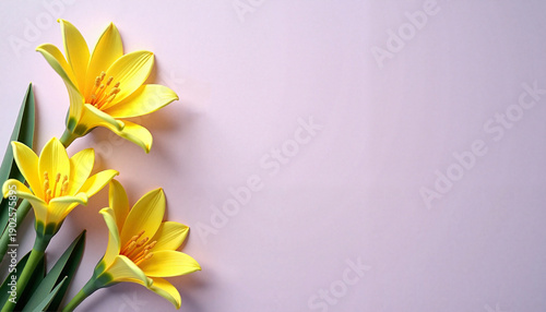 Yellow lily flowers on pastel purple background for International Women’s Day