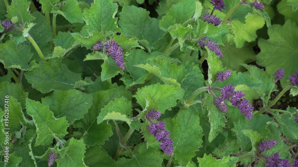 custom made wallpaper toronto digitalA detailed close-up of a Lilac sage (Salvia verticillata) plant in a garden. It features textured green leaves and whorls of small purple blossoms under natural light. The setting is a lush flowerbed.