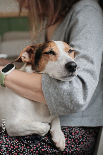 Small Jack Russell terrier sitting calmly on a person lap at home. Warm lifestyle moment showing trust, comfort, and companionship.