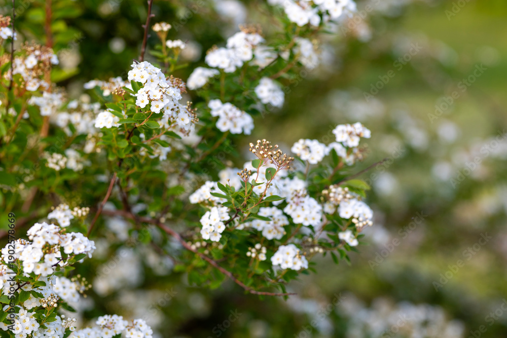 Obraz premium Blooming Spirea Bush