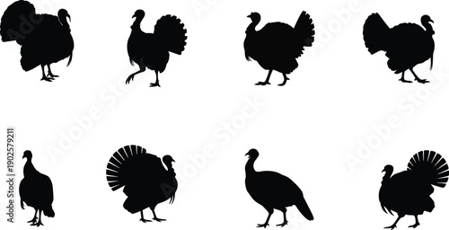 Turkey bird silhouette set showing standing walking and tail spreading poses isolated black vector illustration farm wildlife design