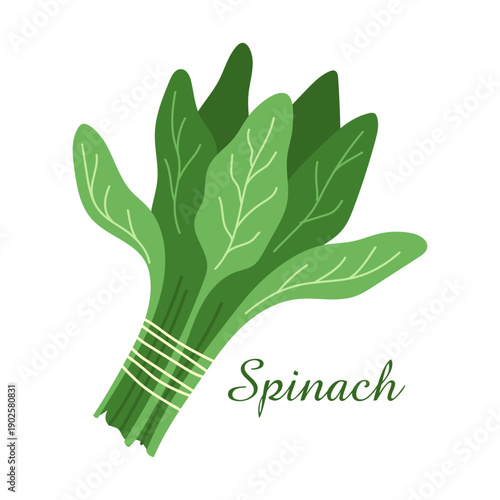 Flat style spinach leaves isolated on a white background, bunch of greens as a banner.