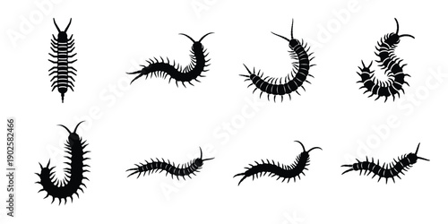 Bild auf Leinwand Set of silhouette centipede in various poses isolated on background