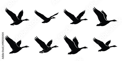 Set of silhouette goose in various poses isolated on background. Animal Vector elements for design.