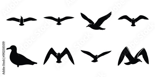 Set of silhouette seagull in various poses isolated on background. Animal Vector elements for design.