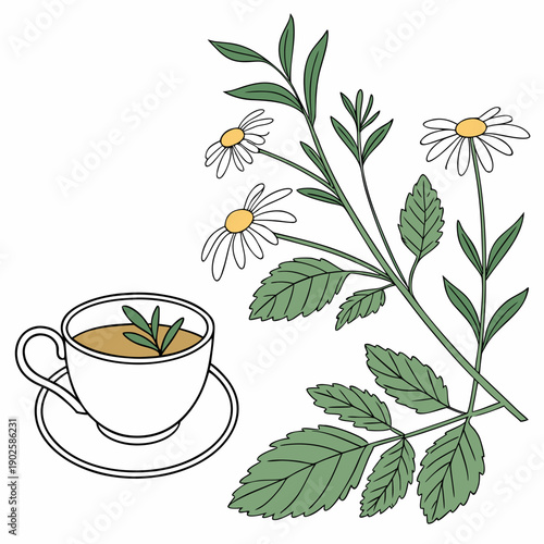 Herbal tea with chamomile flowers and leaves