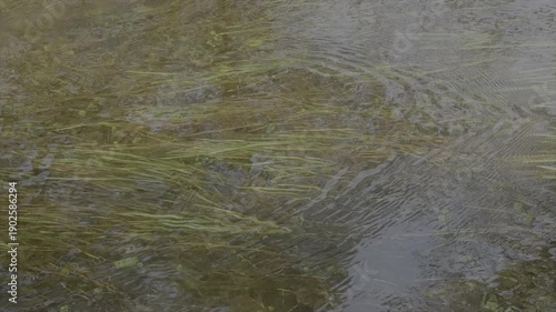 Slow motion of water and weeds 120fps reflection on surface nature background UK 4K