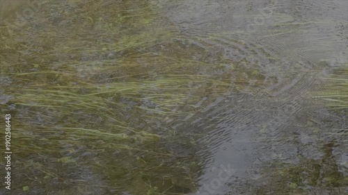 Slow motion of water and weeds 120fps reflection on surface nature background UK 4K