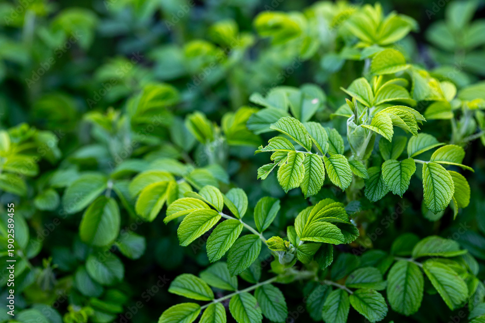 custom made wallpaper toronto digitalRosehip Shrub Leaves