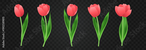 Vector spring tulips set png. Colorful tulip flowers and plant isolated on transparent background. Vector spring floral banner and nature design for World Women's and Mother's Day celebration