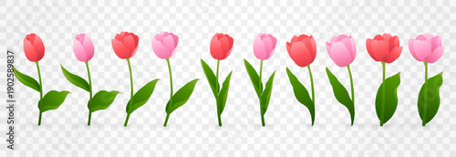 Vector spring tulips set png. Colorful tulip flowers and plant isolated on transparent background. Vector spring floral banner and nature design for World Women's and Mother's Day celebration