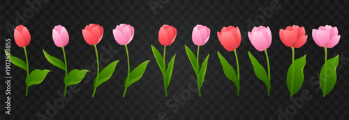 Vector spring tulips set png. Colorful tulip flowers and plant isolated on transparent background. Vector spring floral banner and nature design for World Women's and Mother's Day celebration