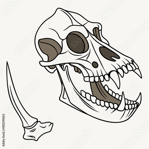 Ancient animal skeletal jaw component with tusk animal skeleton