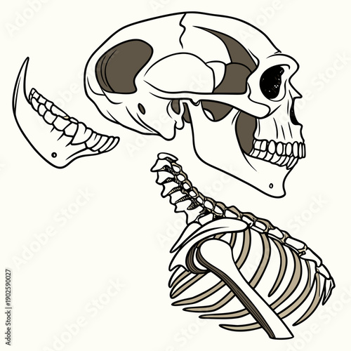 Ancient animal skeletal jaw and spine component animal skeleton