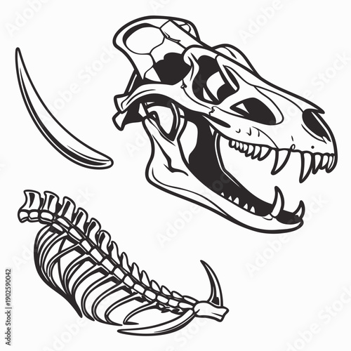 Black and white of dinosaur jawbone fossil and spine