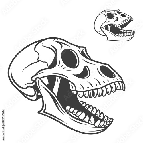 Black and white of two dinosaur skulls fossilized skull