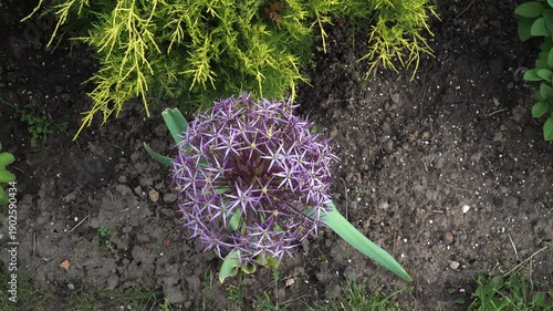 Wallpaper Mural An expressive purple Allium (Ornamental onion) flower blooms in a garden bed. Its perfect round cluster of star-shaped blossoms rises above dark, rich soil, surrounded by lush green plants.  Torontodigital.ca