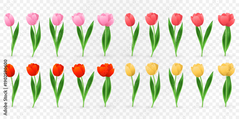 Fototapeta premium Vector spring tulips set png. Colorful tulip flowers and plant isolated on transparent background. Vector spring floral banner and nature design for World Women's and Mother's Day celebration
