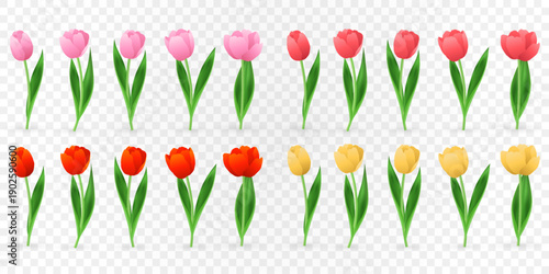 Vector spring tulips set png. Colorful tulip flowers and plant isolated on transparent background. Vector spring floral banner and nature design for World Women's and Mother's Day celebration