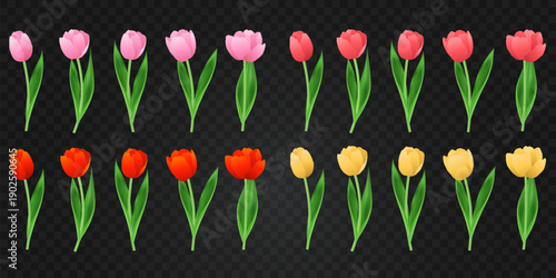 Vector spring tulips set png. Colorful tulip flowers and plant isolated on transparent background. Vector spring floral banner and nature design for World Women's and Mother's Day celebration