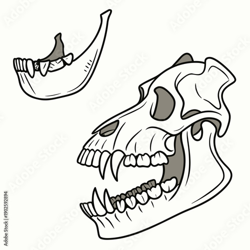 Of two ancient animal jawbones with teeth animal skull