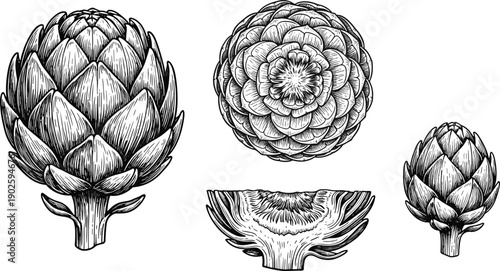 Vintage Artichoke Engraving Set Whole and Cut Vegetable Botanical Line Art Illustration Isolated on White Background