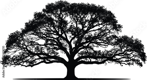 Large tree silhouette, branching canopy design, natural growth artwork, ecological concept illustration, organic symmetry pattern, botanical black and white, flat vector illustration