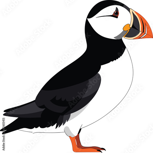 Atlantic puffin illustration with black and white plumage, colorful beak, orange feet, upright posture, and red iris for wildlife art, education, and creative projects