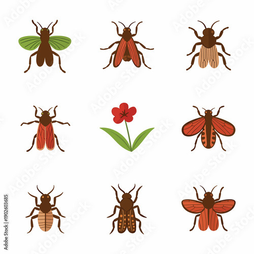 Cockroach Life Cycle Stages